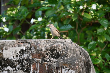 House sparrow. Its other name Passer domesticus and Indian House sparrow. This is a bird of...
