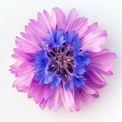 Close up of Cornflower like Pink and Purple Flower on an isolated white background