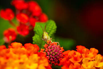 A cute grasshopper on colorful flowers. Colorful nature background. Plant: Lantana Camara. 