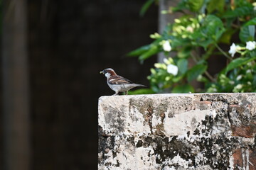 House sparrow. Its other name Passer domesticus and Indian House sparrow. This is a bird of the sparrow family Passeridae, found in most parts of the world. 