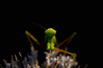 Praying mantis. Close-up photo. Macro nature. Nature background. 
