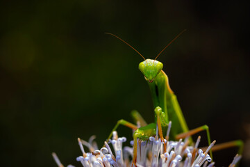 Praying mantis. Close-up photo. Macro nature. Nature background. 