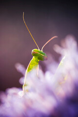 Praying mantis. Close-up photo. Macro nature. Nature background. 