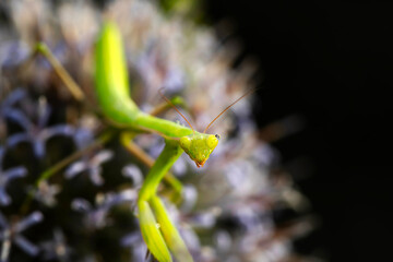 Praying mantis. Close-up photo. Macro nature. Nature background. 