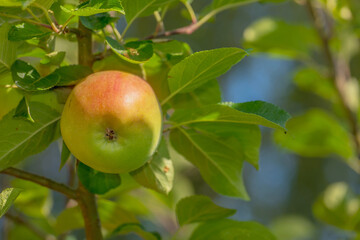 Fruit, tree and apple in farm for harvest in outdoor for nutrition, health and organic in Virginia. Agriculture, green and environmental with sustainability, branch and plantation for food production