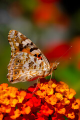 Beautiful butterfly. Painted Lady. Vanessa cardui. Macro nature. Colorful nature background. Plant: Lantana Camara.