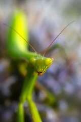 Praying mantis. Close-up photo. Macro nature. Nature background. 
