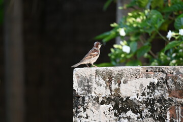 House sparrow. Its other name Passer domesticus and Indian House sparrow. This is a bird of the sparrow family Passeridae, found in most parts of the world. 