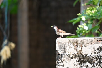 House sparrow. Its other name Passer domesticus and Indian House sparrow. This is a bird of the sparrow family Passeridae, found in most parts of the world. 