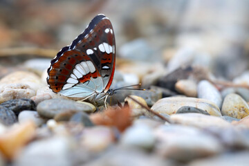 A butterfly feeding on the ground. Limenitis reducta. Southern White Admiral. Nature background. 