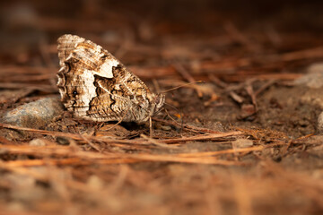A butterfly camouflaged on the ground. Hipparchia syriaca. Eastern Rock Grayling.