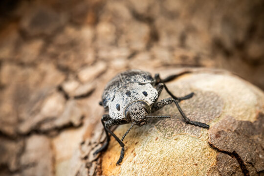Capnodis cariosa. The pistachio root betle. Nature background. 