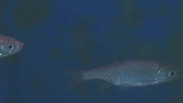 Young bream and roach swims in the aquarium. Freshwater river fish in an aquarium. Selective focus