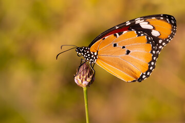 Colorful butterfly. Danaus chrysippus. Plain Tiger. Green nature background. 
