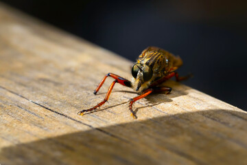 Assassin fly. Asilinae. Nature backround. Macro photography.  