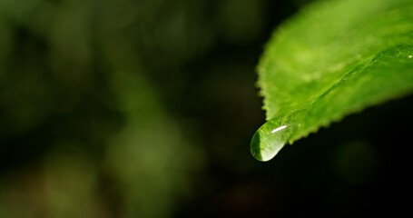 Water droplet clinging to the edge of a green leaf, with a blurred natural backdrop, showcasing delicate freshness.