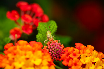 A cute grasshopper on colorful flowers. Colorful nature background. Plant: Lantana Camara. 