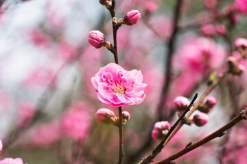 美しいピンクの梅の花