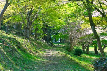 緑に囲まれた道