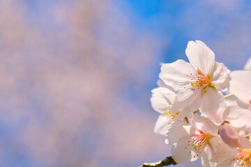 青空に伸びる桜の花