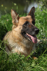 Amazing german shepherd in the grass