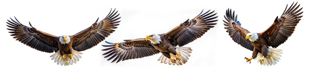 Obraz premium Bald eagle flying on isolated white