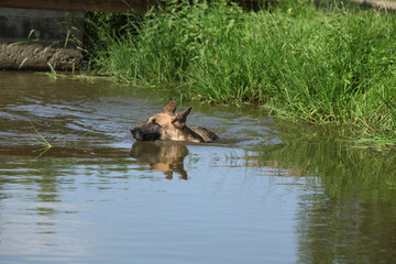 Amazing german shepherd in the water
