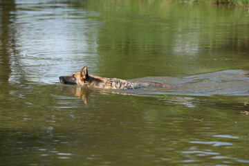 Obraz premium Amazing german shepherd in the water