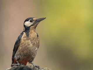 great spotted woodpecker, (Dendrocopos major), standing on a rock, in Tenerife, Canary islands, Spain