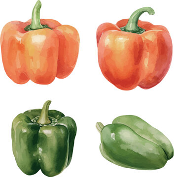 Vector Watercolor vegetables, clipart, set, bell pepper, red pepper, green pepper. Illustrations for creative cooking, invitation, greeting cards, birthday, event, holiday, menu; cooking class; Master