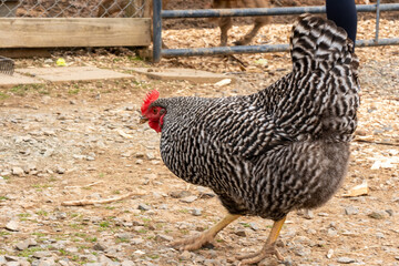 range chicken on farm