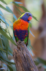 Rainbow Lorikeet perched on a fallen tree branch.