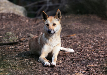 Australian dingo resting on ground.