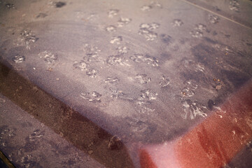 Fototapeta premium close up dust on the hood of the car. Layers of dust accumulated on the car hood.