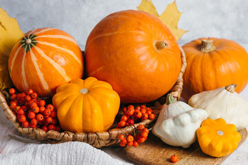 Autumn composition for Thanksgiving Day, still life background. Pumpkin harvest in basket, vegetables, patissons, autumn leaves, red berries on white kitchen table. Fall decoration design. Close up.