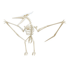 3D dinosaur skeleton is a three-dimensional visual representation of dinosaur bones. This icon is often used to represent prehistoric, paleontological, or evolutionary concepts.
