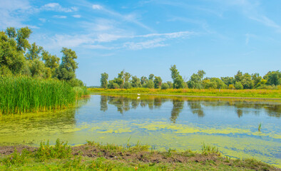 The edge of a lake with reed and wild flowers in summer,  Almere, Flevoland, The Netherlands, August 13, 2024