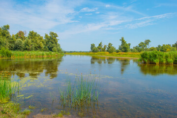 The edge of a lake with reed and wild flowers in summer,  Almere, Flevoland, The Netherlands, August 13, 2024