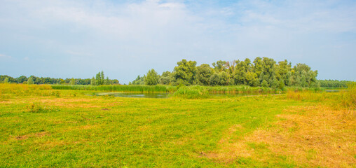 The edge of a lake with reed and wild flowers in summer,  Almere, Flevoland, The Netherlands, August 13, 2024