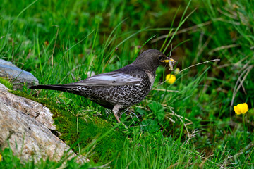 Ring ouzel with Crane fly in the beak // Ringdrossel mit Schnake im Schnabel (Turdus torquatus) 