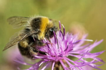 Gartenhummel auf der Wiesenflockenblume