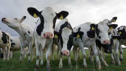 Curious Holstein Friesian cattle cows staring into camera