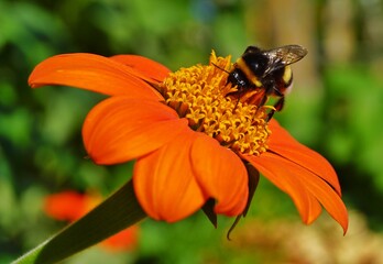 Hummel im Sommer © Querbeat01