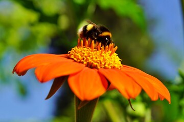 Hummel im Sommer © Querbeat01
