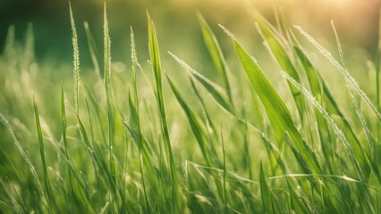 Obraz premium green grass and sun