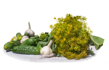 Fresh cucumbers, garlic and dill umbrellas on a white background. Ingredients for pickles for the winter