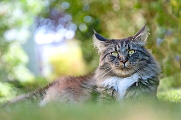 Obraz premium Cute Maine coon cat relaxing outdoors. Horizontal image with bokeh background. 