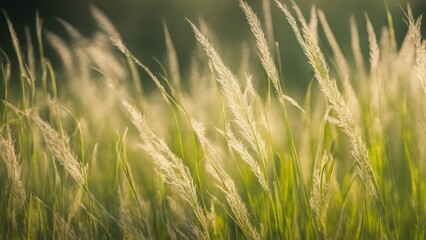 Fototapeta premium grass background
