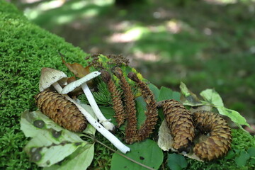 As a result of the squirrel eating the pine cone, a pine cone in the shape of a fried shrimp was...