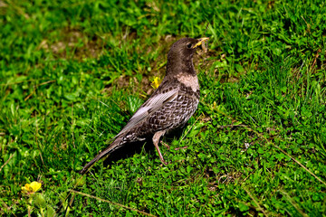 Ringdrossel  // Ring ouzel (Turdus torquatus) 